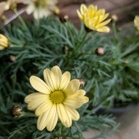 マーガレット,マーガレット,マーガレット,花言葉,今日のお花の画像