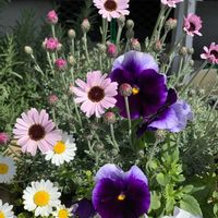 ハーブ,ラベンダー☆,アロマティカス．, オリーブ,クフェア✿の画像