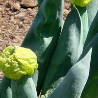 ハヤトウリの画像