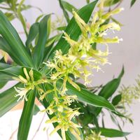 ドラセナ,鉢植え,かわいい花,春の訪れの画像