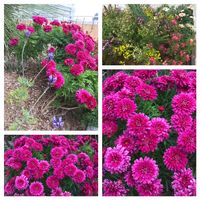 マーガレット,マーガレット,ラベンダー,アオノリュウゼツラン,カンガルーポーの画像