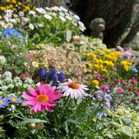 アリッサム,ネモフィラ,ノースポール,ブルーデージー,マーガレットの画像