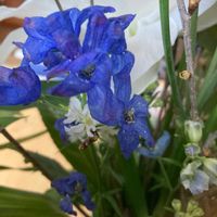 デルフィニウムの画像