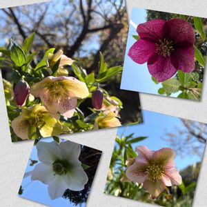 ヘレボルス,可愛い,癒し,花のある暮らし,花のある生活の画像