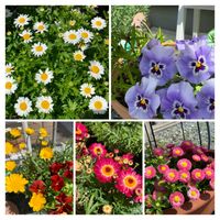 ハーブ,ラベンダー☆, オリーブ,クフェア✿,ジャスミン❤︎の画像