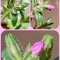 イチゴ,ローズゼラニウム,芝桜,センテッドゼラニウム,蚊蓮草の画像