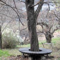 ハナミズキ,ユキヤナギ,柿の木,黄花カタクリ,イロハモミジの画像