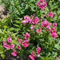 ネメシア,小さな花壇,庭の画像