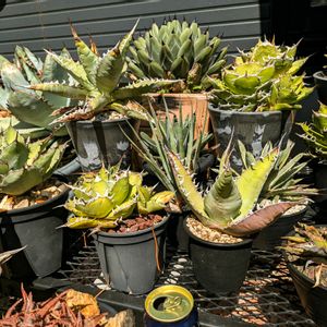 子株,アガベ属,ドライガーデン,アガベ AGAVE,トゲトゲ好きの画像