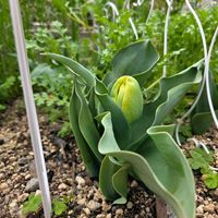 シャクナゲ,チューリップ,3/24,3/17,ローレンツォ✨の画像