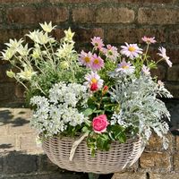 イベリス,フランネルフラワー,マーガレット,ダスティミラー,寄せ植えの画像