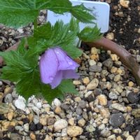 シラネアオイ,チオノドクサ,ムスカリ,ビオラ,ミネルバの画像