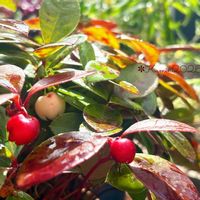 チェッカーベリー,赤い実,花のある暮らし,富山支部,ラブリー♡加速中の画像
