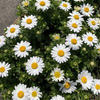 ガザニア,ノースポール,柴犬,虹の日,庭の画像