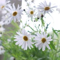 クリスマスローズ,クリスマスローズ,チューリップ,チューリップ,マーガレットの画像