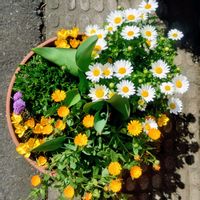 クロッカス,スカビオサ,チューリップ,ノースポール,カレンジュラ 冬知らずの画像