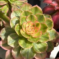 キウイ,ムスカリ,ムスカリ,夕映え,夕映えの画像