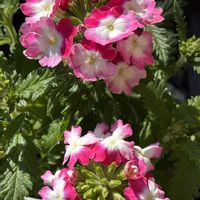 バーベナ,鉢植え,ピンクの花,花のある暮らし,綺麗の画像