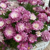 マーガレット,お花,植物のある暮らし,ありがとう♡,今日のお花の画像