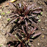 ガウラ,ガウラ リリポップピンク,冬越し,PW,庭の画像