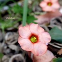 オキザリス,地植え,ガーデニング,お気に入り♡,花のある暮らしの画像