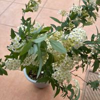 コデマリの画像