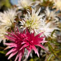 ツツジ,ツツジの画像