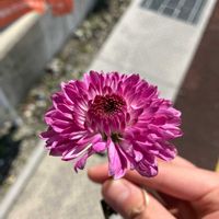 エゾギクの画像