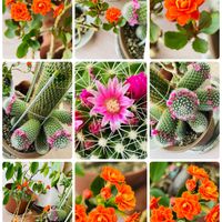 カランコエ,カランコエ,ガジュマル,ガジュマル,ユッカエレファンティペスの画像