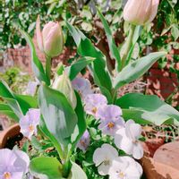 ガーデニング,球根植物,花のある暮らし,小さな幸せ♡の画像