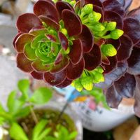 デージー,黒法師,チーム愛知の画像