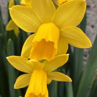 スイセン,スイセン,ミニスイセン,ミニスイセン,ミニスイセン テータテートの画像