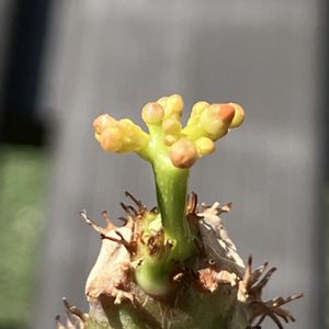 珊瑚油桐,ヤトロファ・ポタグリカ,ヤトロファ(サンゴアブラキリ),多肉植物,塊根植物の画像
