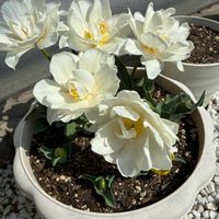 サクラソウ,チューリップ,マーガレット,今日の花,iPhone撮影の画像