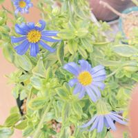 ブルーデイジー,おつとめ品,室内管理の画像