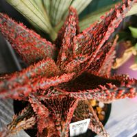 アロエ,アロエ  ハイブリッド,多肉植物の画像