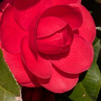 チューリップ,ツバキ,ツバキ,ツバキ,ハナビシソウの画像