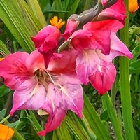 グラジオラス,花のある暮らし,散歩で出逢うの画像