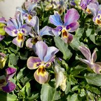 よく咲くスミレ,ビオラ ジョリージョリ,ガーデニング,ビオラ・パンジー,ハルのパンビオの画像