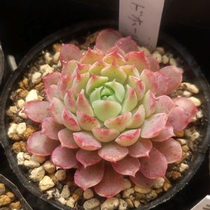 レッドホール,軒下の画像