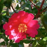 サザンカ,東北人花の会,チーム魔女っ子,yu ＆ゆうクラブ,✨ひだまり✨の画像