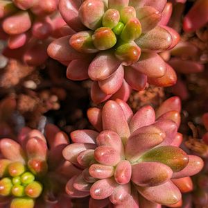 オーロラ,多肉植物,セダム属,ベランダガーデニング,多肉植物の紅葉の画像