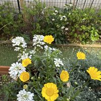 イベリス,ムルチコーレ,花のある暮らし,庭の画像