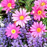 アジュガ,アンスリウム,カーネーション,カラー,シランの画像