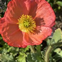 ポピー,ポピー,植物のある暮らし,オレンジ色の花,花友さんに感謝の画像