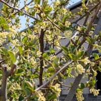 ビックリグミ,庭の画像