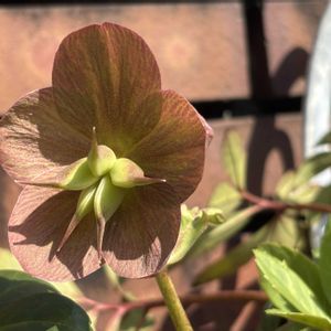 クリスマスローズ,クリスマスローズ,レンガの画像