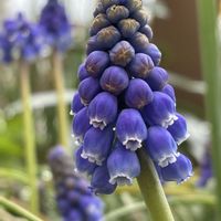 ハナニラ,ムスカリ,ワスレナグサ,鉢植え,球根植物の画像