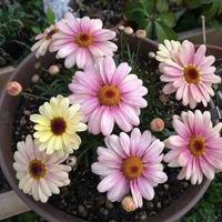 マーガレット,マーガレット,マーガレット,マーガレットスマッシュ,マーガレットスマッシュの画像