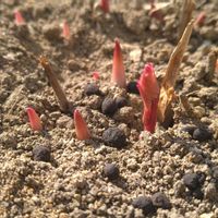 シャクヤク,芽吹き,モニター,PR,SDGsの画像